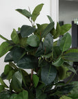 Artificial Ficus Elastica Rubber Tree in Black Round Planter