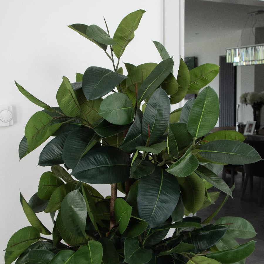 Artificial Ficus Elastica Rubber Tree in Black Round Planter