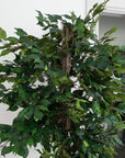 Artificial Ficus Tree in Black Round Planter