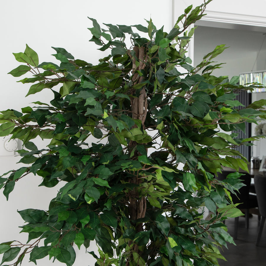 Artificial Ficus Tree in White Round Planter