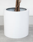 Artificial Ficus Tree in White Round Planter