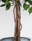 Artificial Ficus Tree in White Round Planter