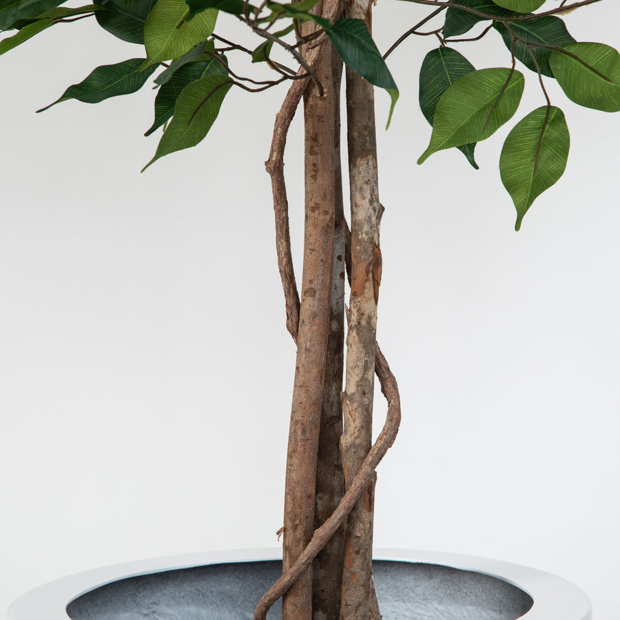 Artificial Ficus Tree in White Round Planter