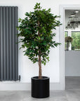 Artificial Ficus Tree in Black Round Planter