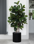 Artificial Ficus Elastica Rubber Tree in Black Round Planter