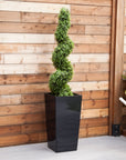 Artificial Buxus Spiral Topiary in Black Planter