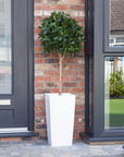 Artificial Bay Tree  in White Planter