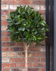 Artificial Bay Tree  in Black Planter