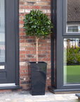 Artificial Bay Tree  in Black Planter