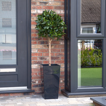 Artificial Bay Tree  in Black Planter