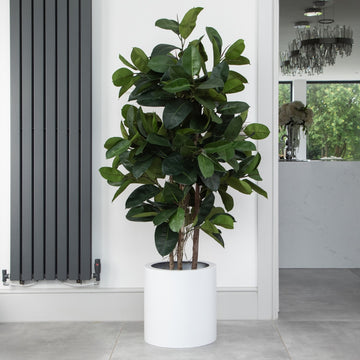 Artificial Ficus Elastica Rubber Tree in White Round Planter