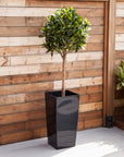 Artificial Bay Tree  in Black Planter